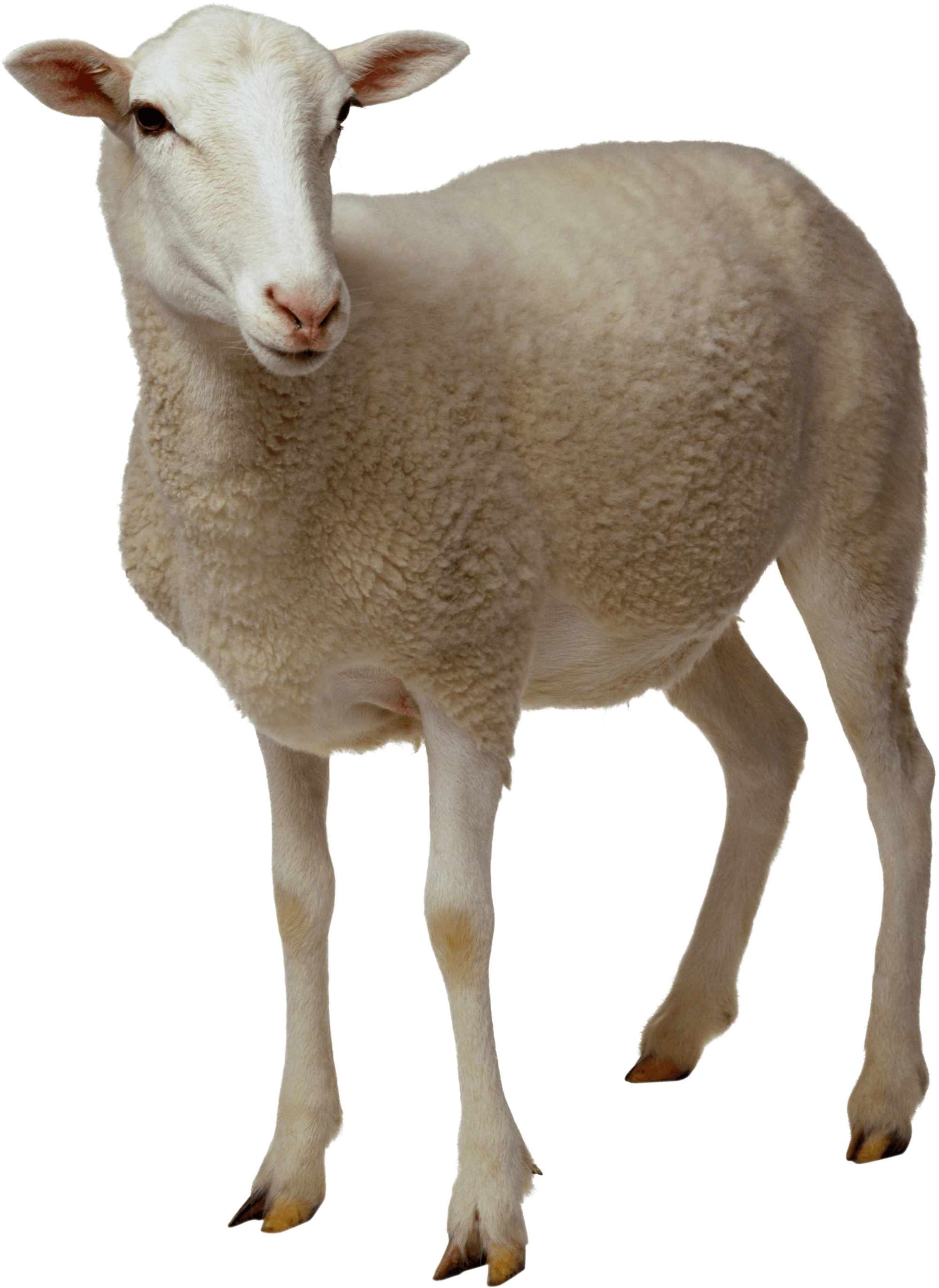 Sheep Png Image PNG Image