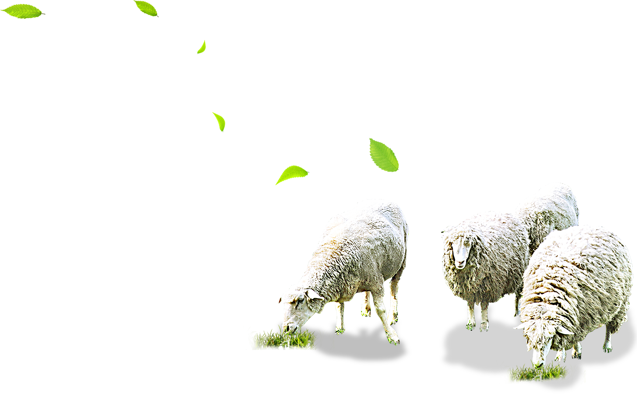 Sheep Grazing Herd Free Frame PNG Image