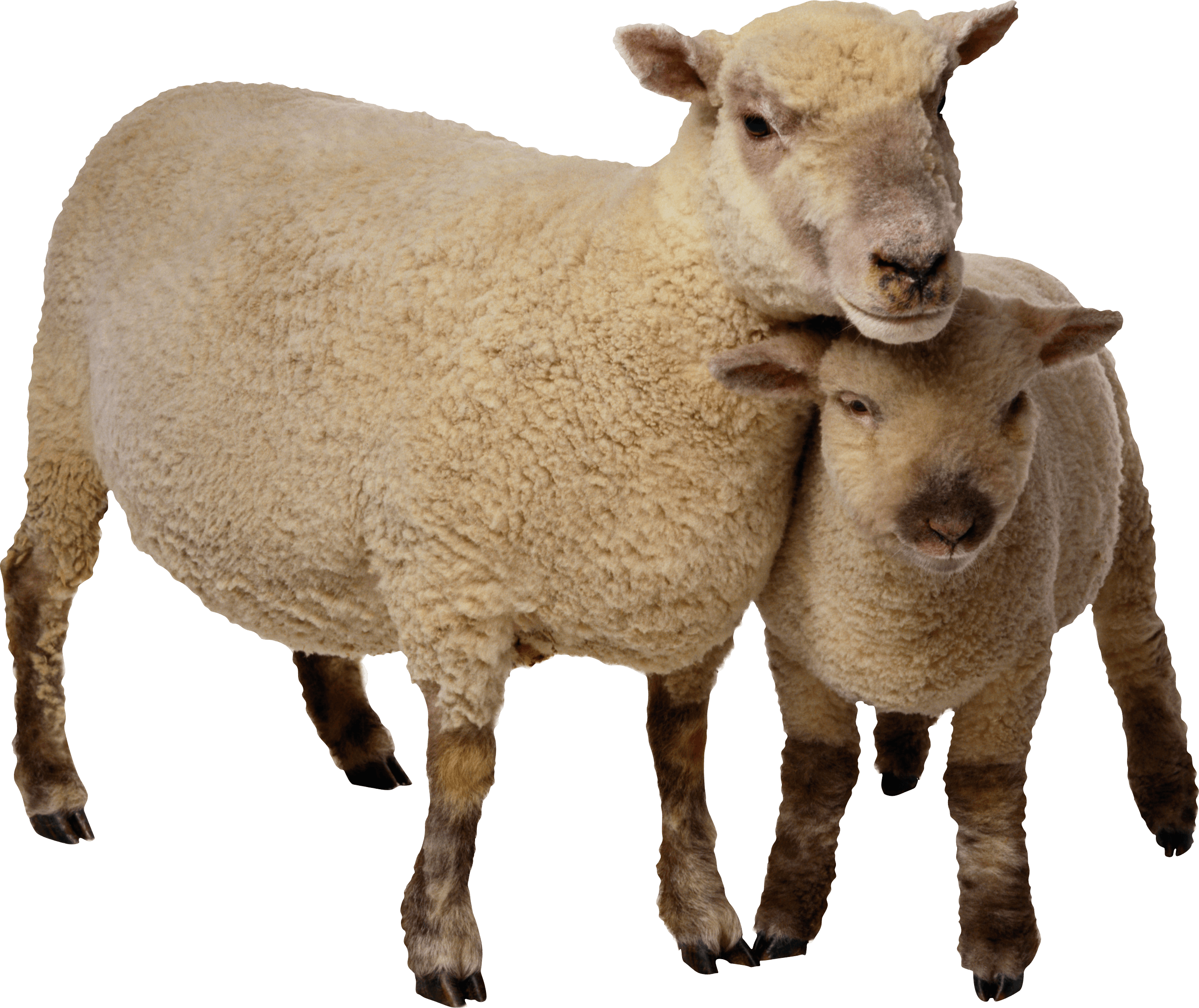 Sheep Png Image PNG Image