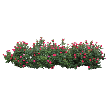 Bushes Png File PNG Image