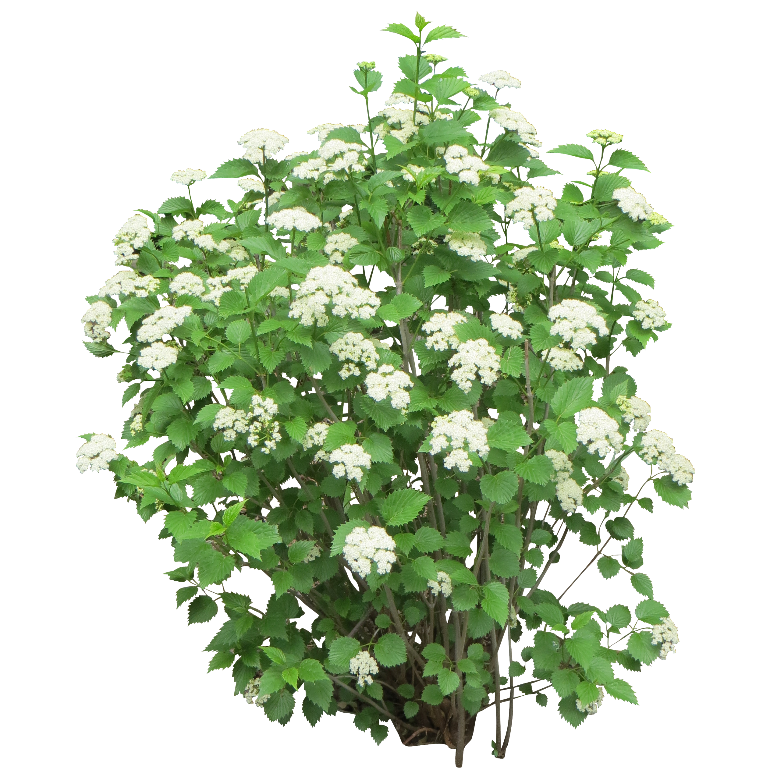 Bushes Png PNG Image