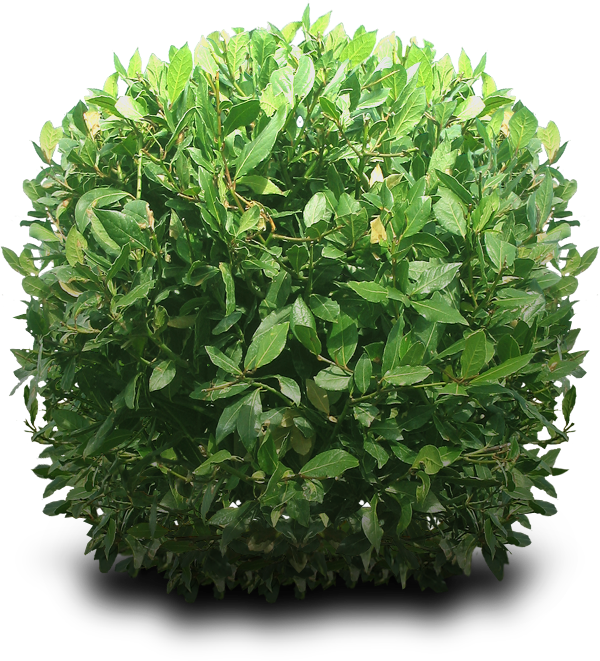 Bushes Png Hd PNG Image