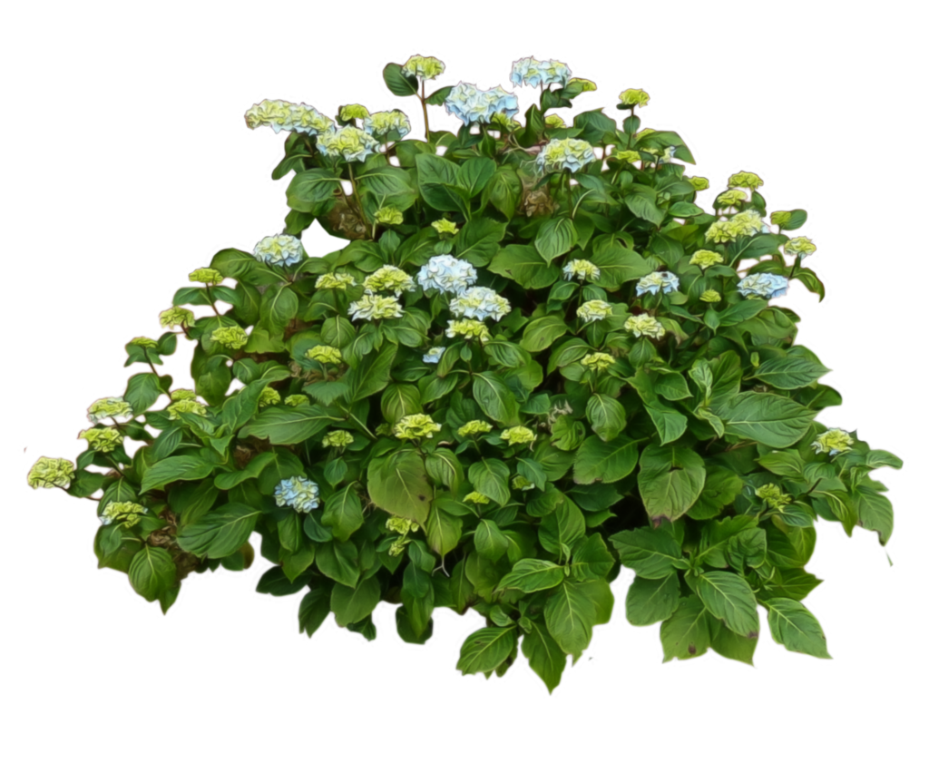 Bushes Free Download Png PNG Image