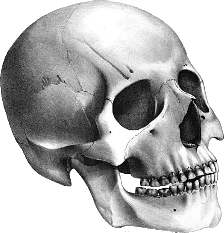 Skull Png Image PNG Image