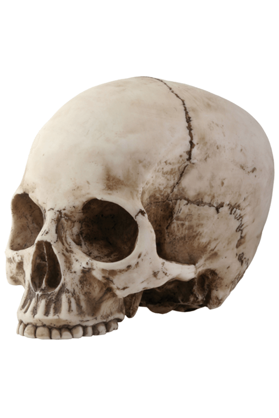 Skull Png Image PNG Image