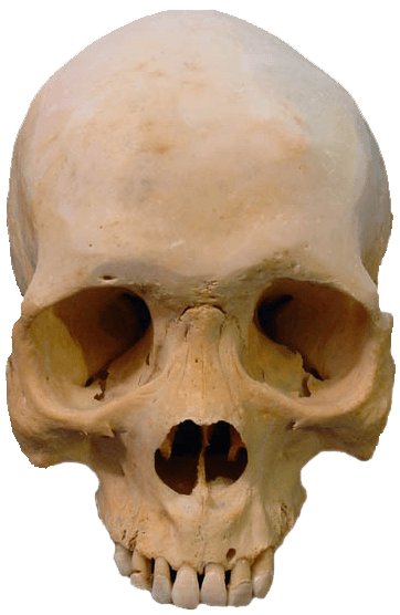 Skull Png Image PNG Image