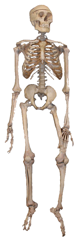 Skeleton Png Image PNG Image