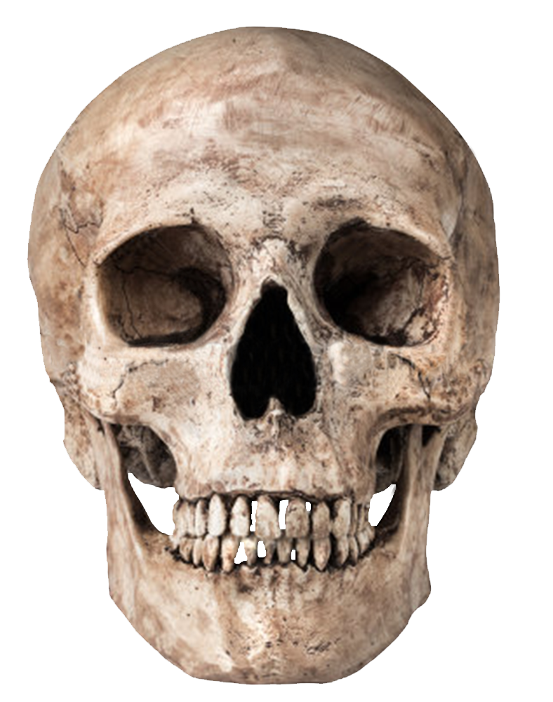 Skull Png Image PNG Image