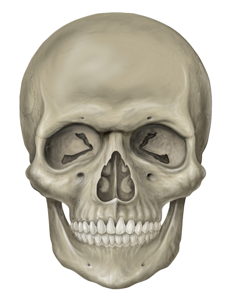 Skull Clipart PNG Image