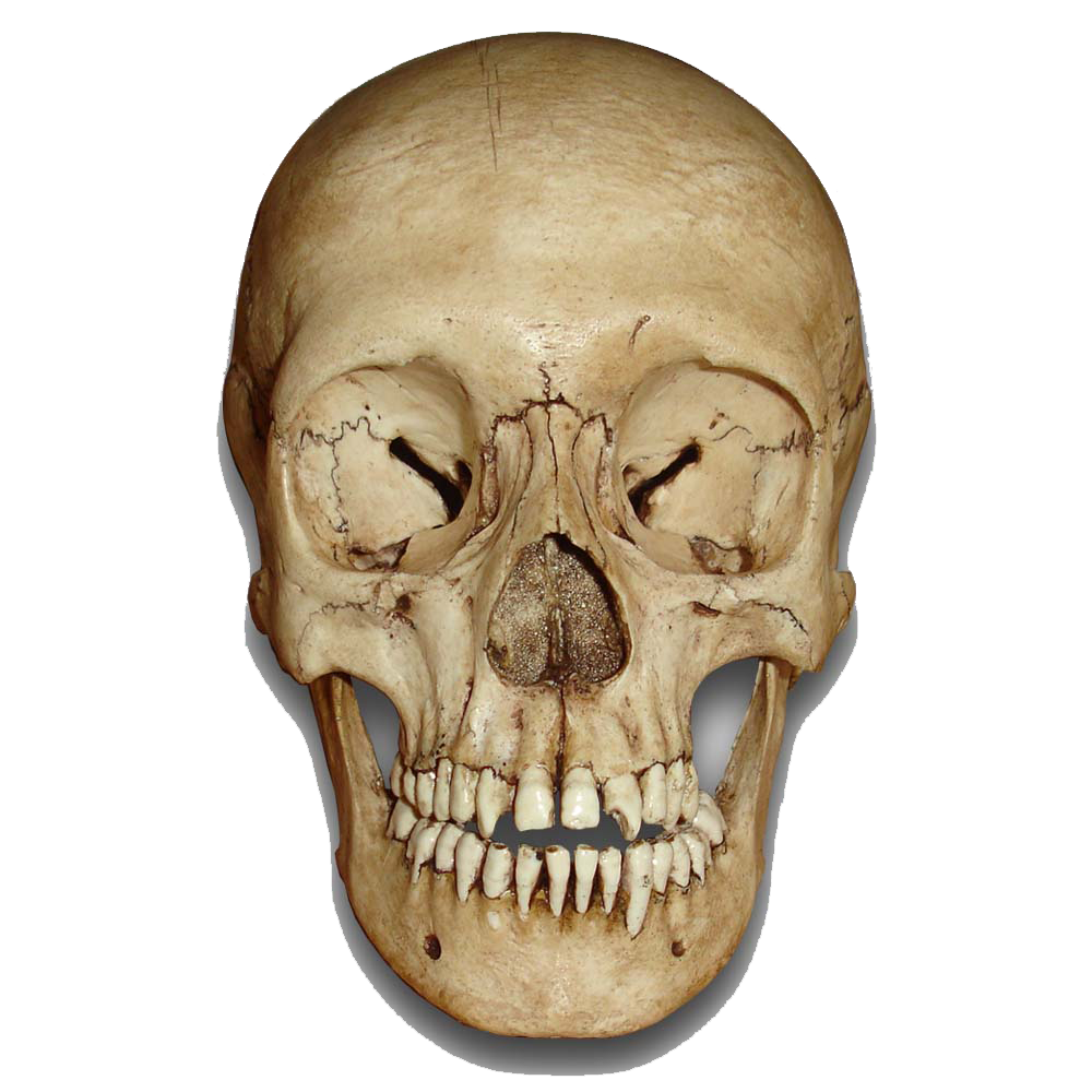 Skull Image PNG Image