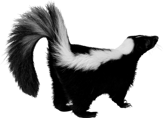 Skunk Png Picture PNG Image