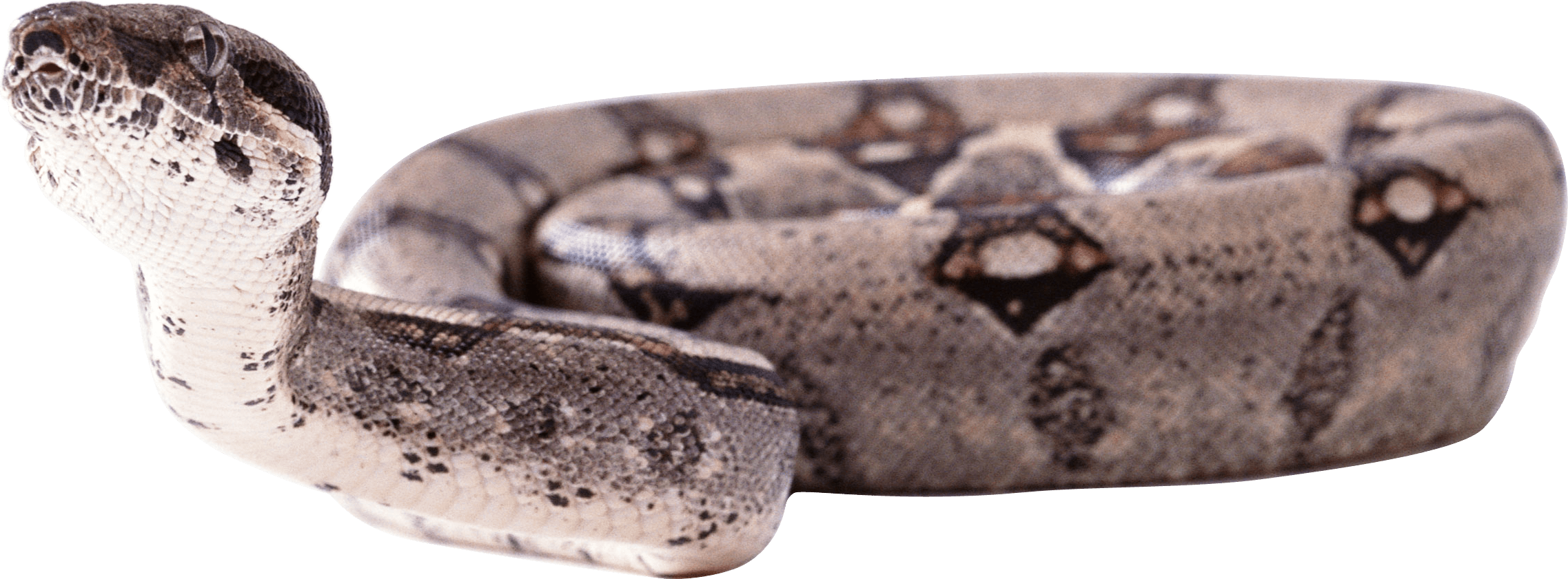 Snake Png Image Picture Download  PNG Image