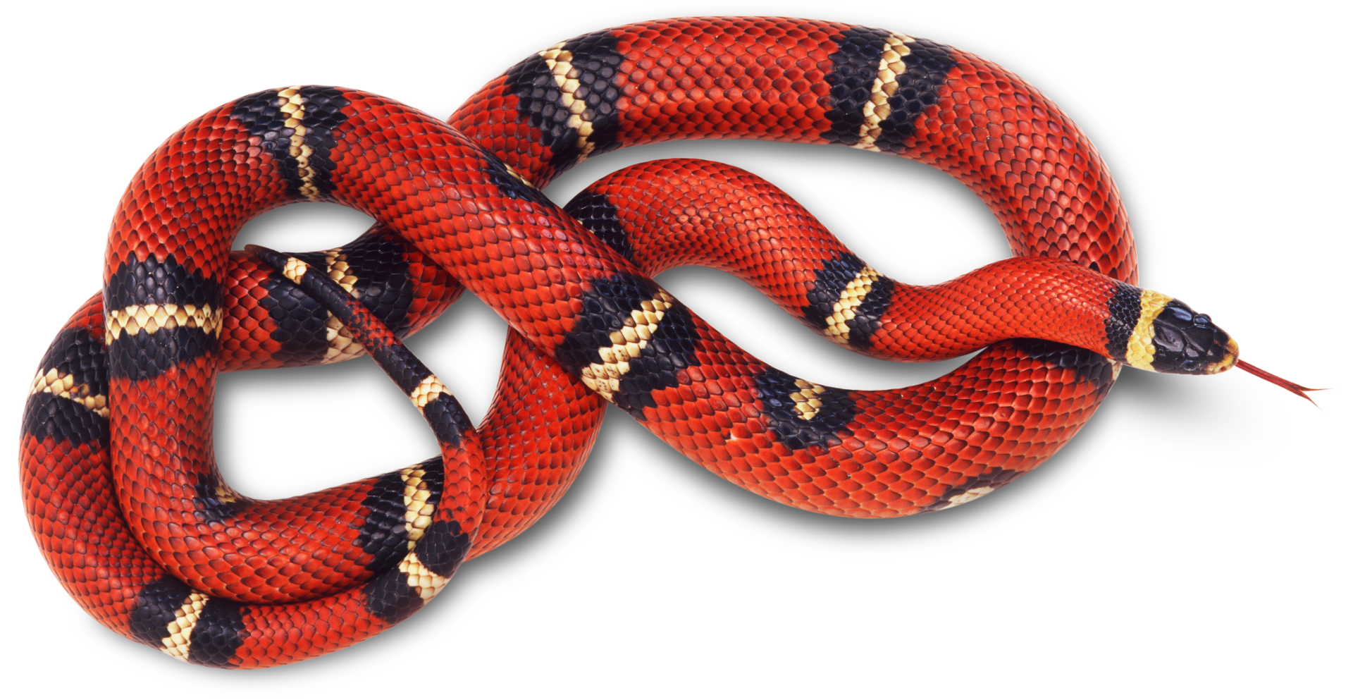 Coral False Snake Free Transparent Image HQ PNG Image