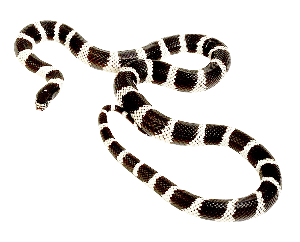 Coral False Snake HD Image Free PNG Image