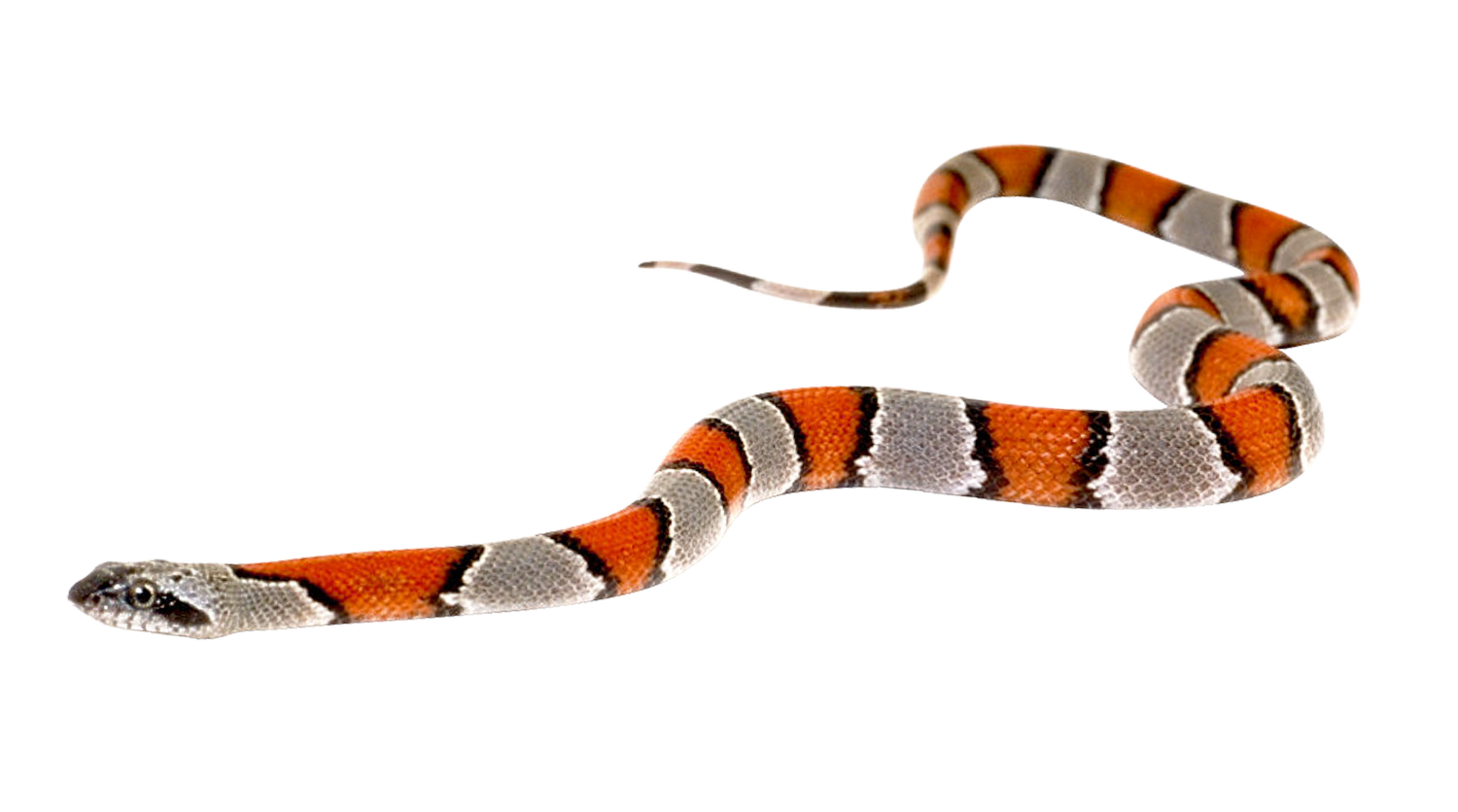 Coral False Snake Free Download PNG HQ PNG Image