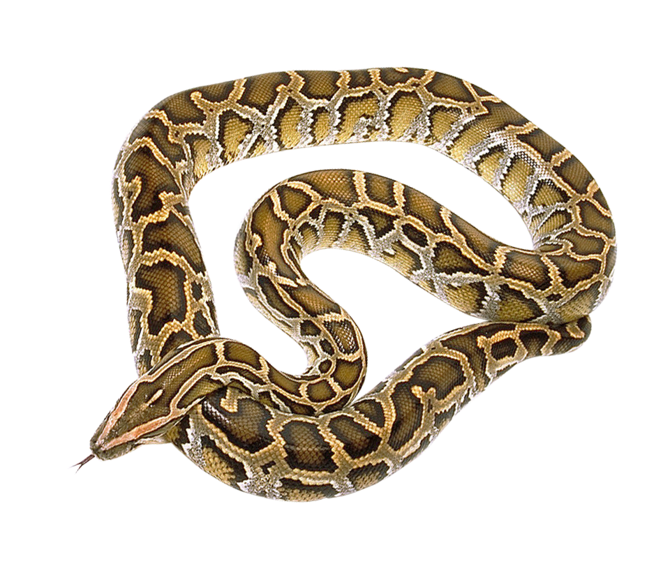 Picture Coral False Snake Free Transparent Image HQ PNG Image