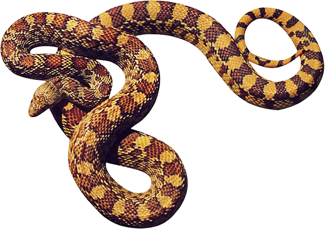 Snake Png Image Picture Download  PNG Image