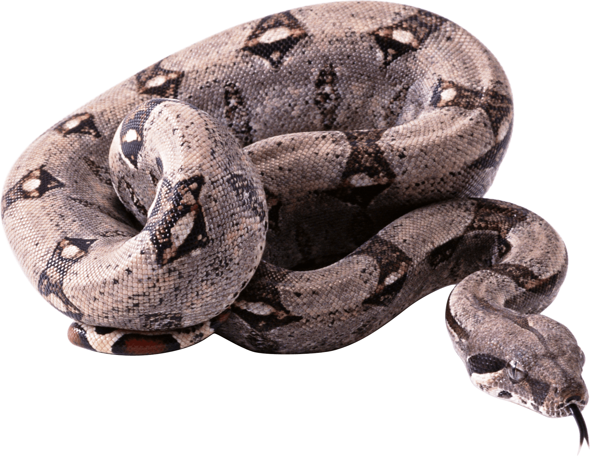 Snake Png Image Picture Download  PNG Image