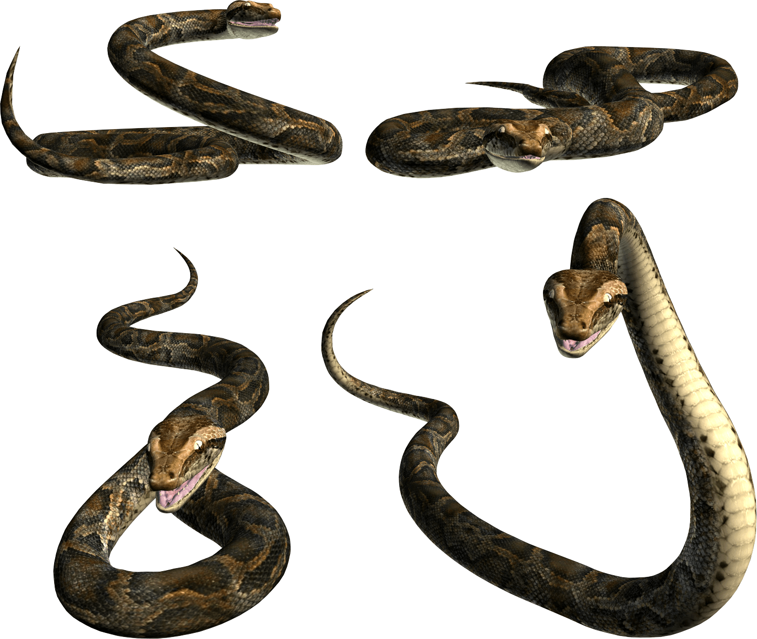 Snake Png Image Picture Download  PNG Image