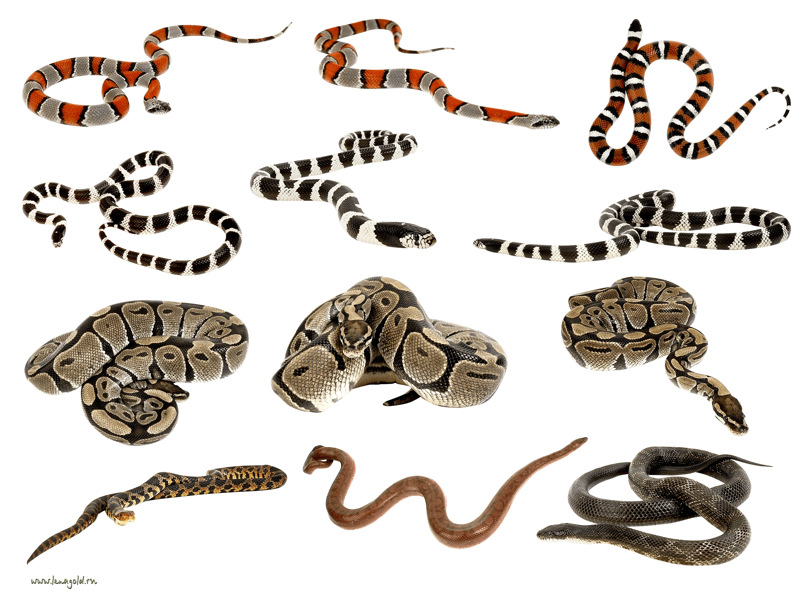 Snakes Clipart Png Images PNG Image