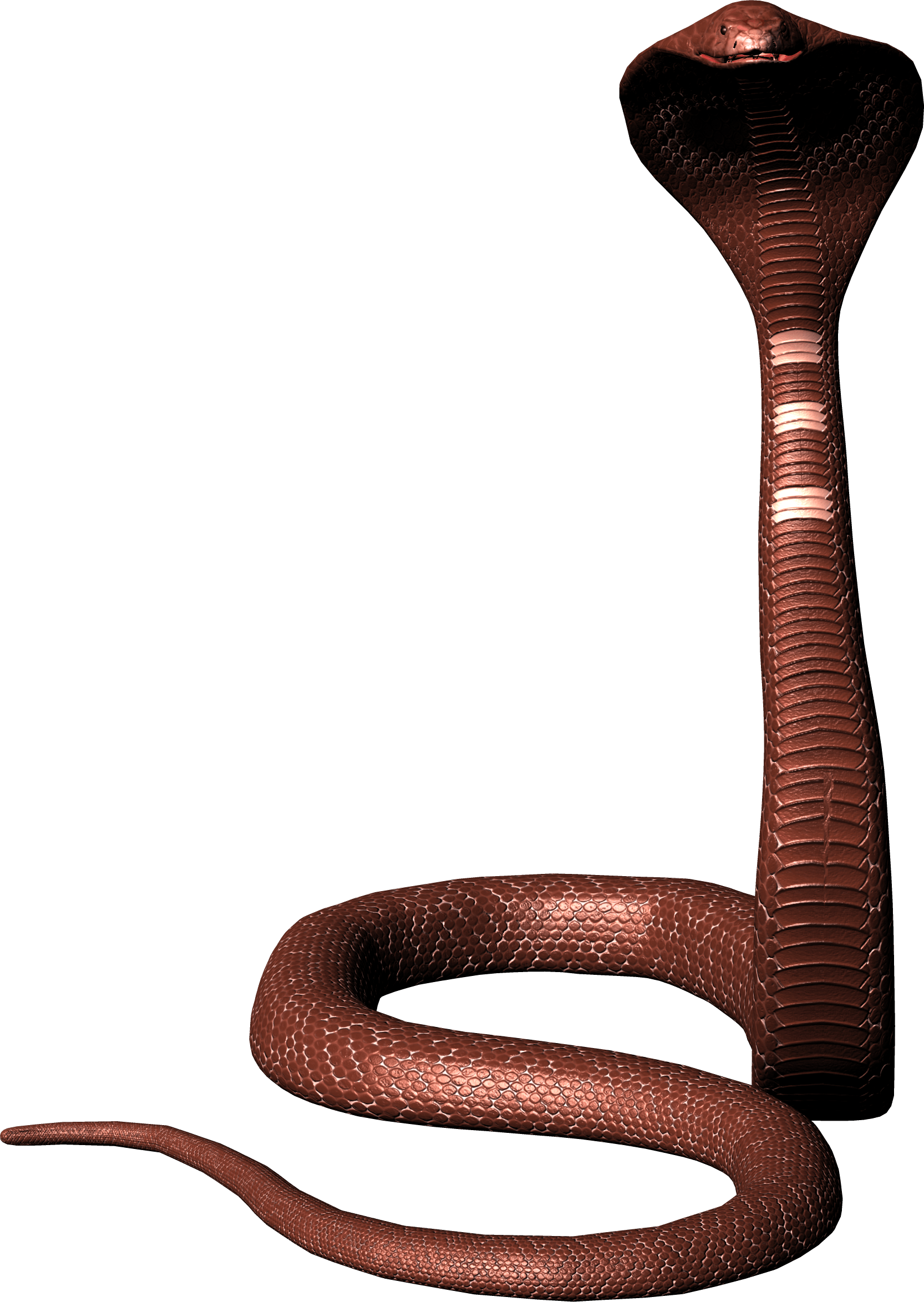 Cobra Snake Png Image Download Picture PNG Image