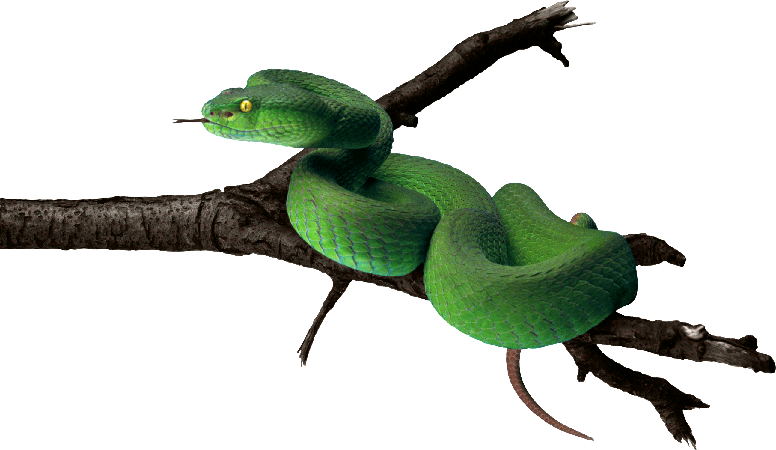 Green Snake Png Image PNG Image