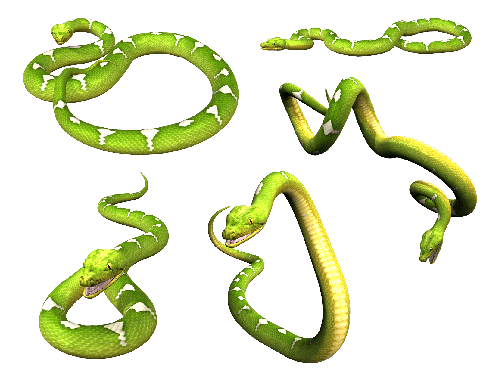 Snake Png Image Picture Download  PNG Image