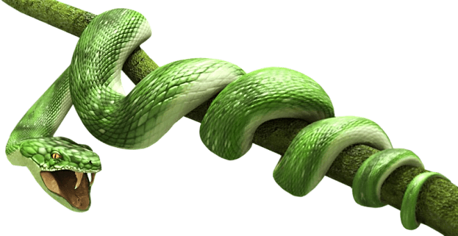 Green Snake Png Image PNG Image