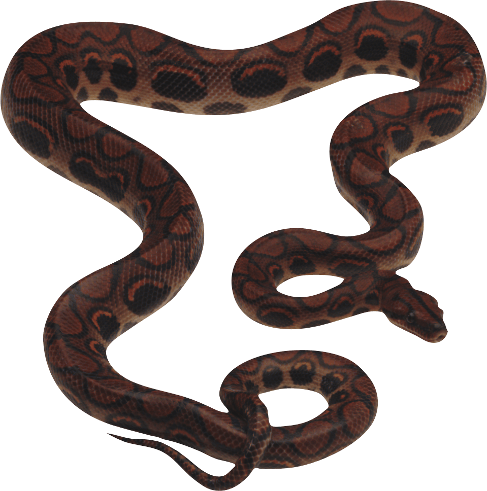 Snake Png Image Picture Download  PNG Image