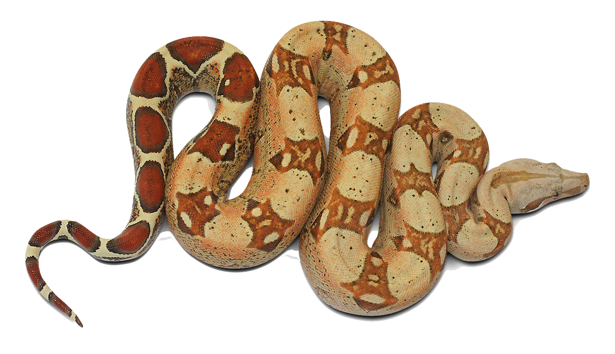 Anaconda Clipart PNG Image