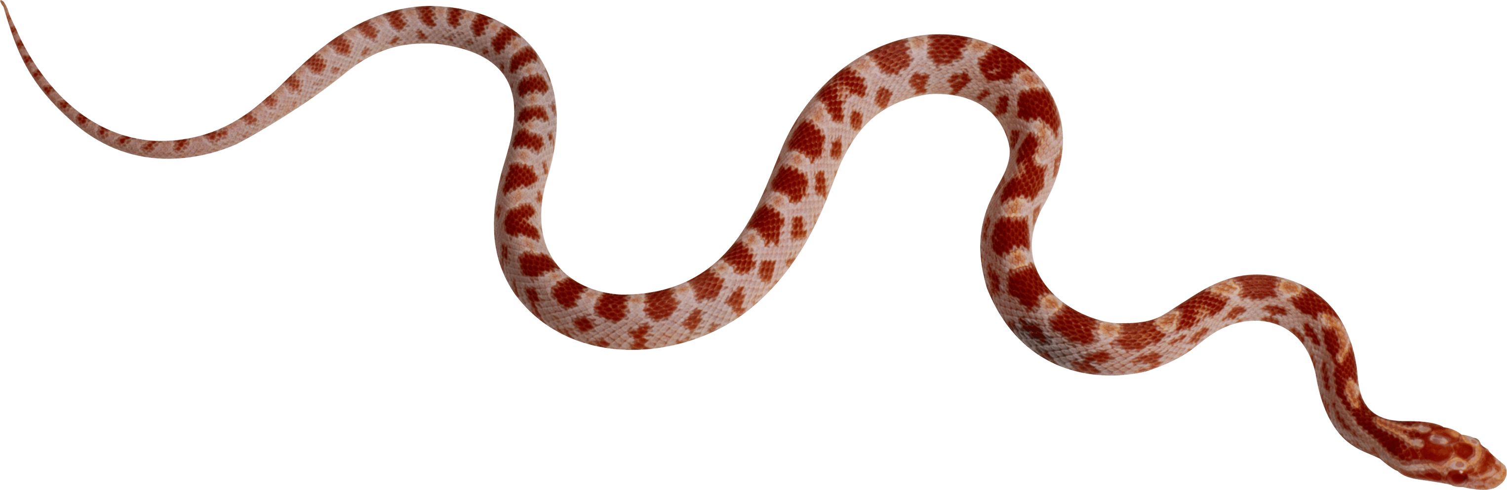 Snake Png Image Picture Download  PNG Image