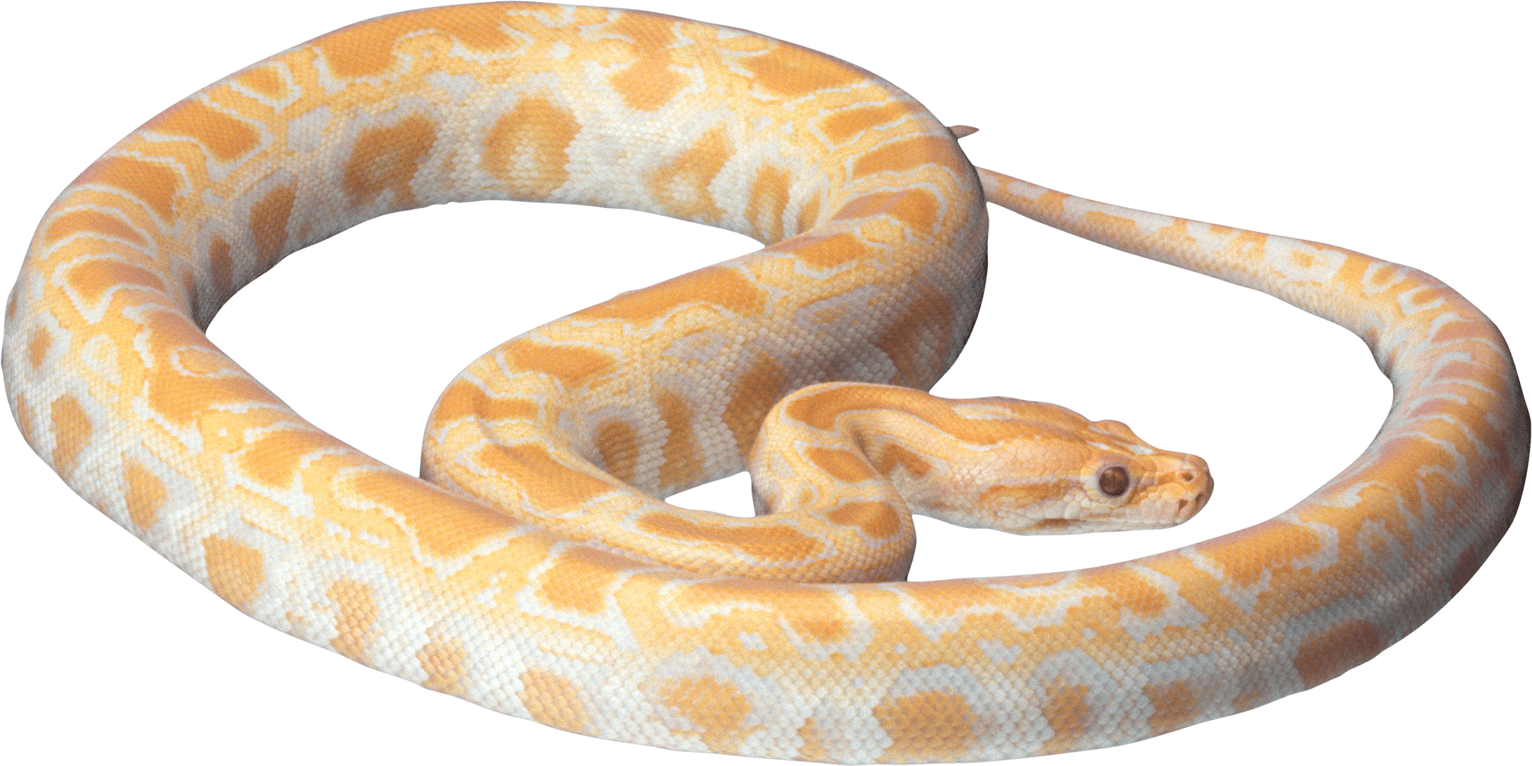 Snake Png Image Picture Download  PNG Image