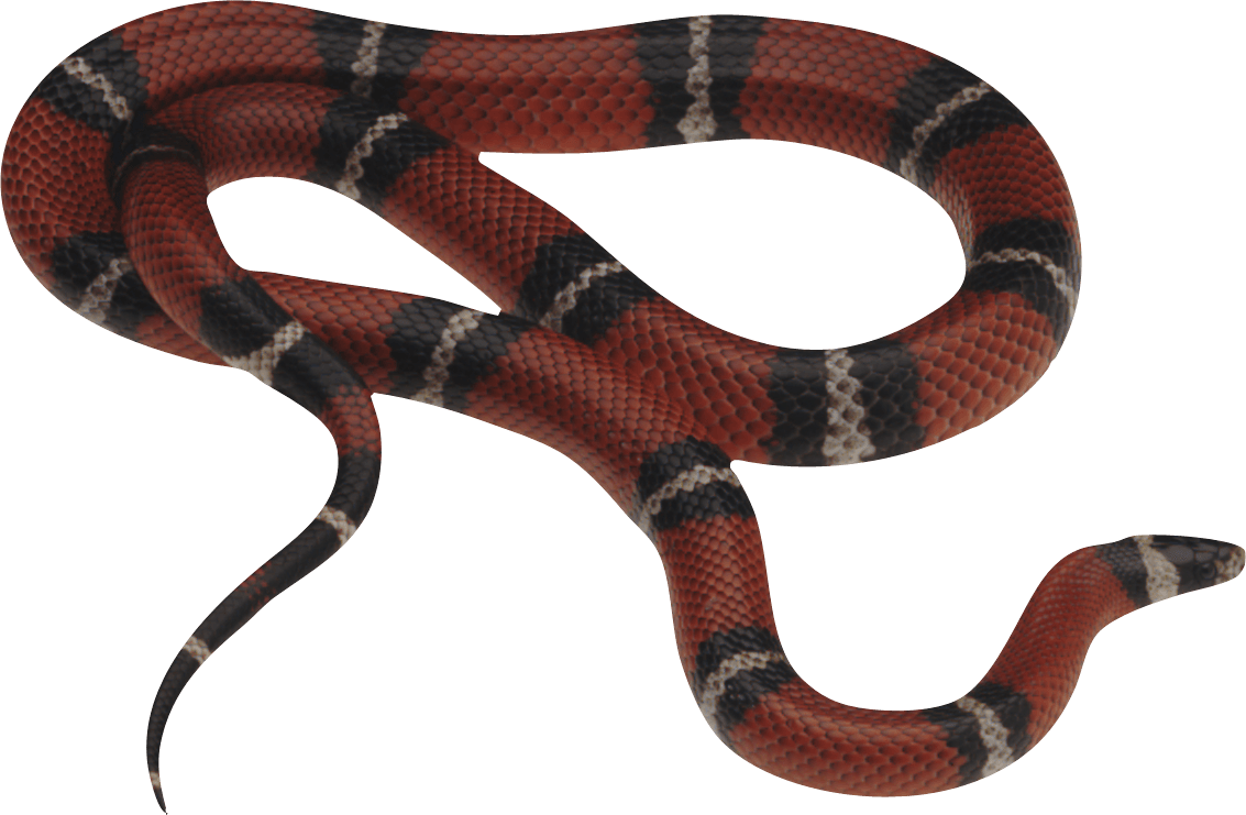 Snake Png Image Picture Download  PNG Image