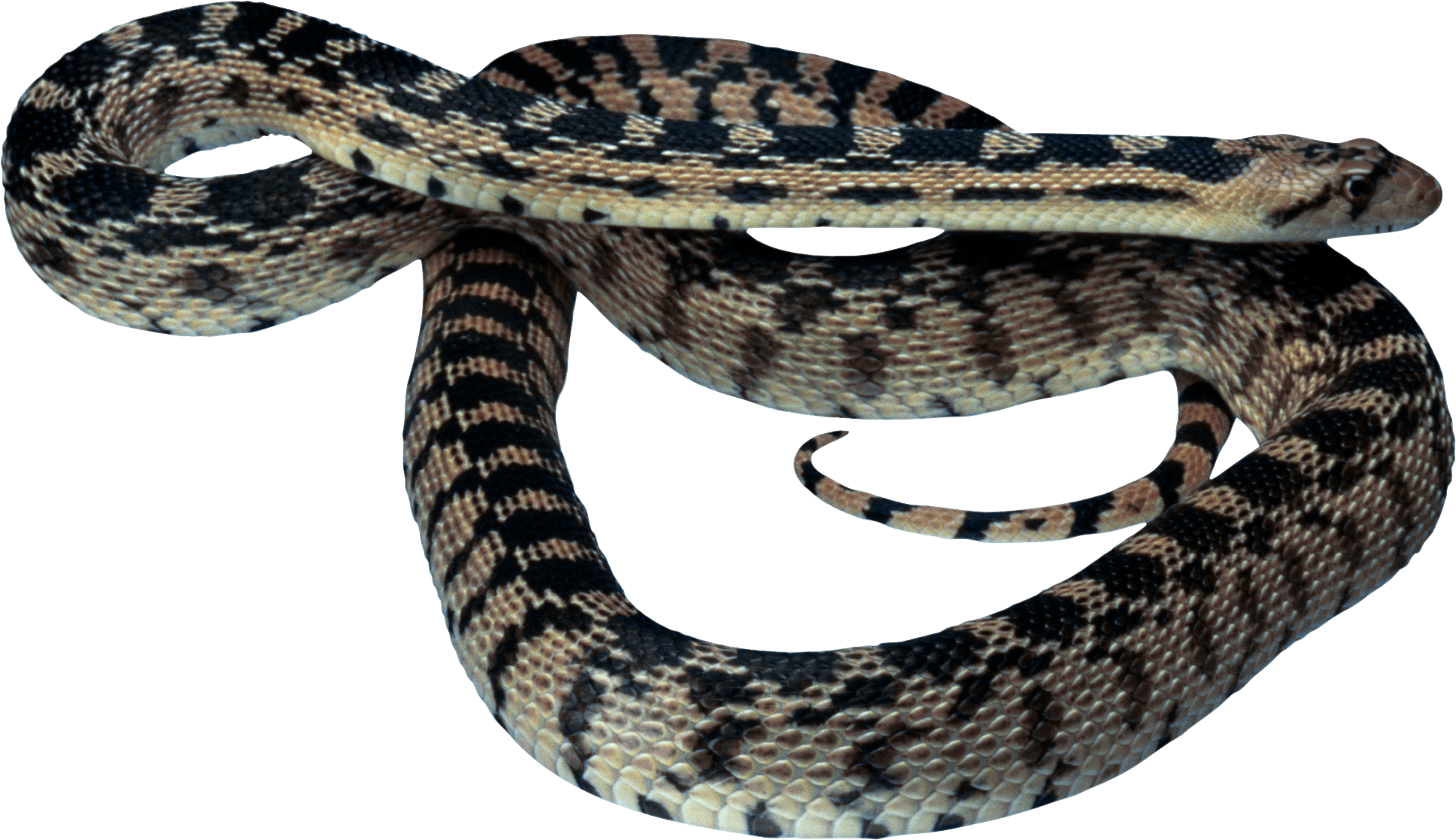 Snake Png Image Picture Download  PNG Image