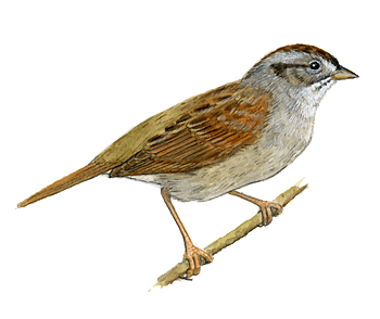 Sparrow Transparent PNG Image