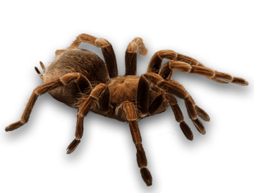 Spider Png Image PNG Image