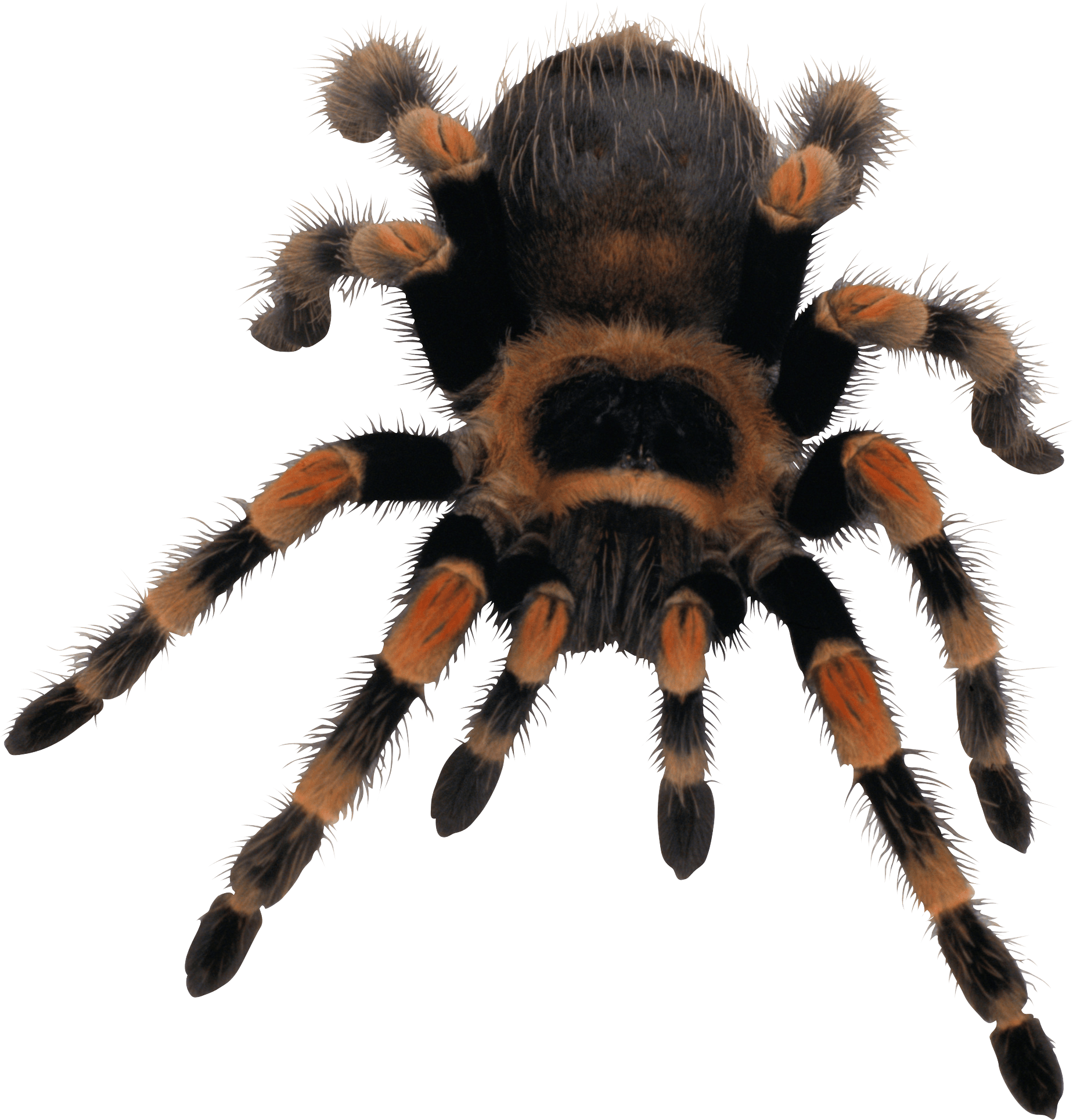 Spider Png Image PNG Image