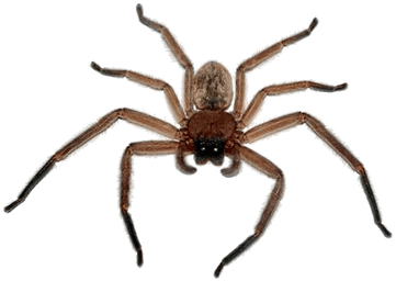 Spider Png Image PNG Image