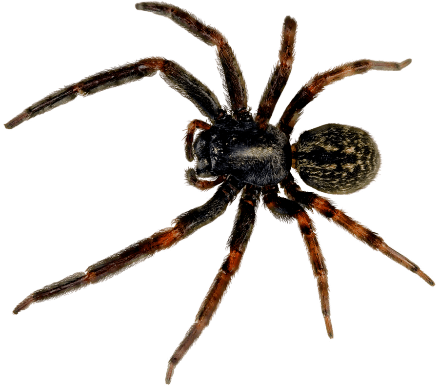 Spider Png Image PNG Image