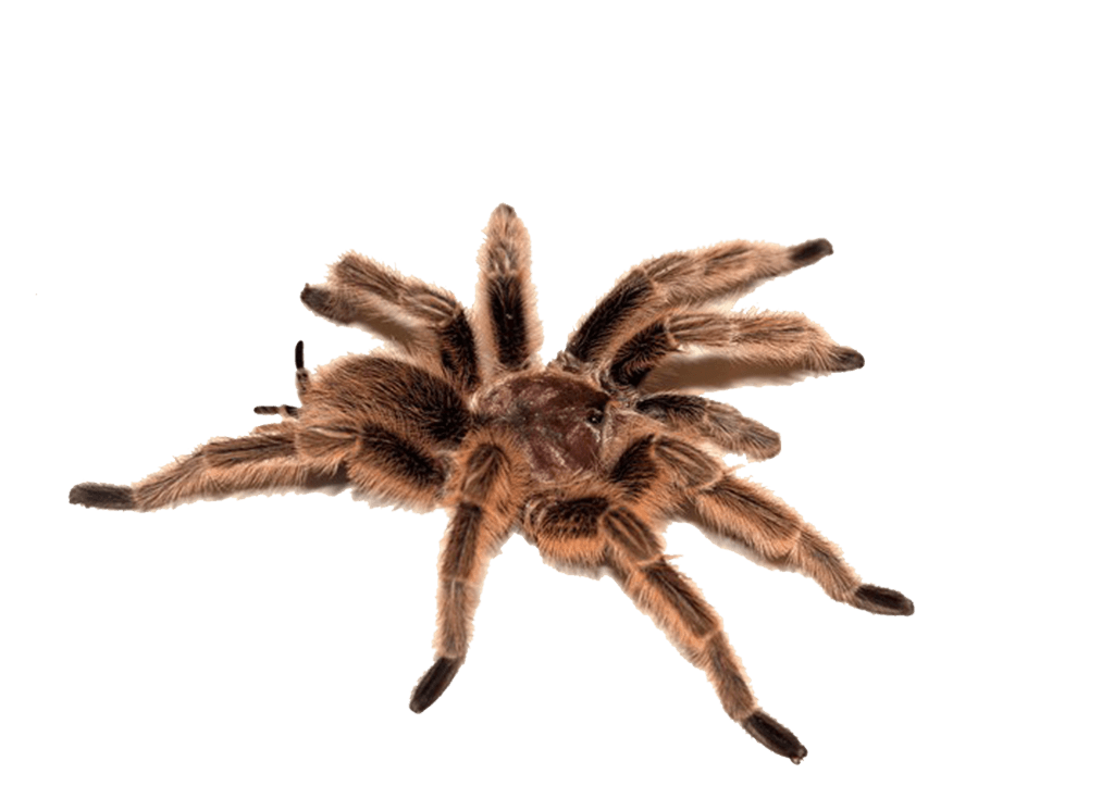 Spider Png Image PNG Image