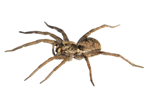 Spider PNG Image