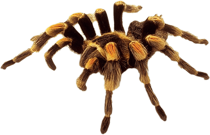 Spider Png Image PNG Image