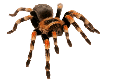 Spider Png Image PNG Image