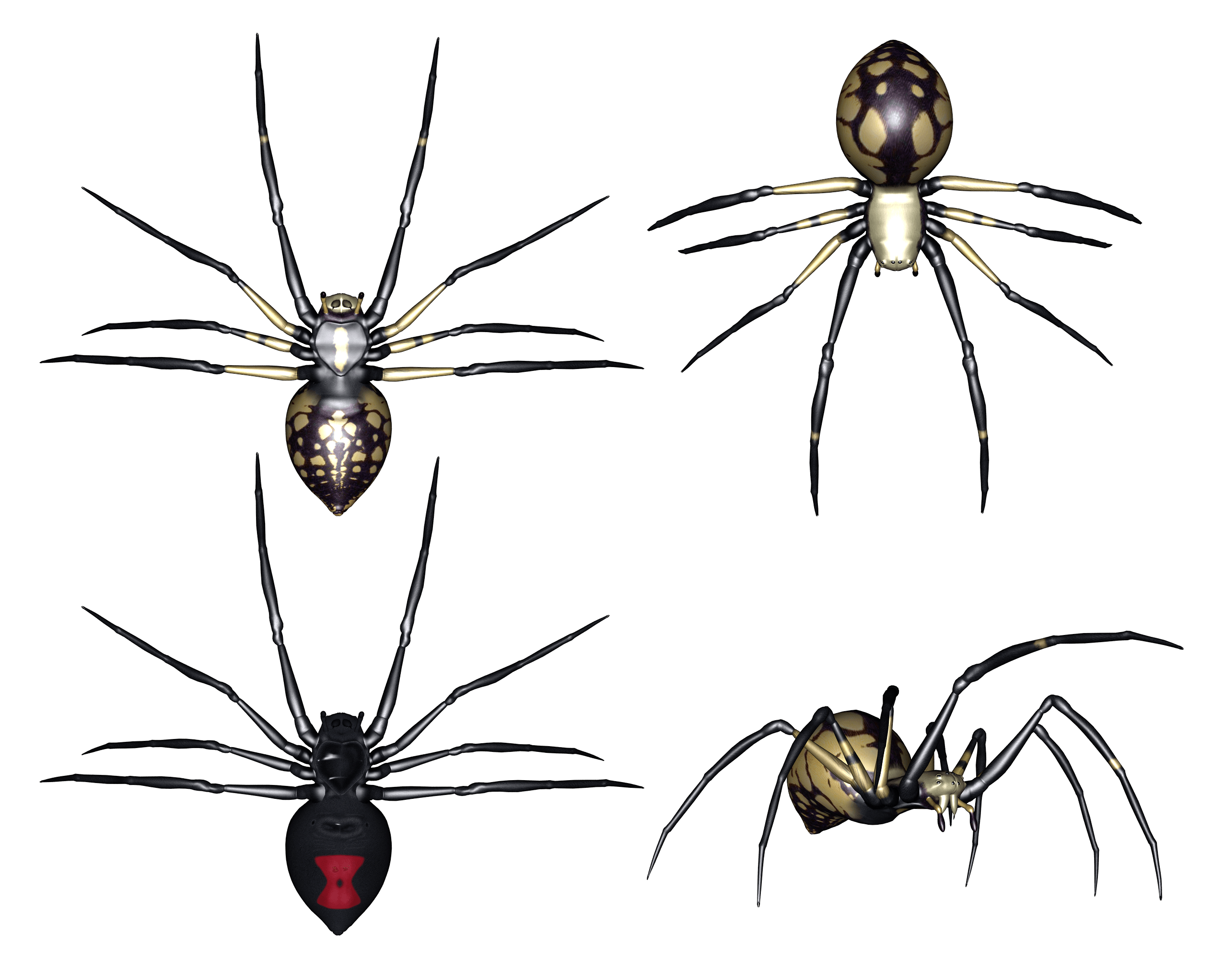 Spider Png Image PNG Image