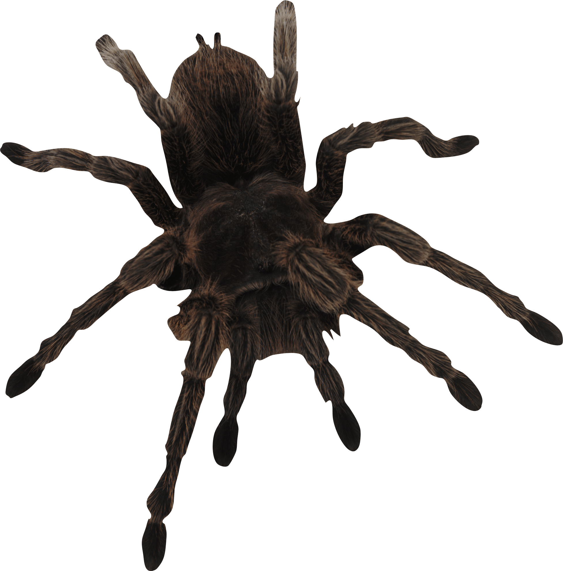 Spider Png Image PNG Image