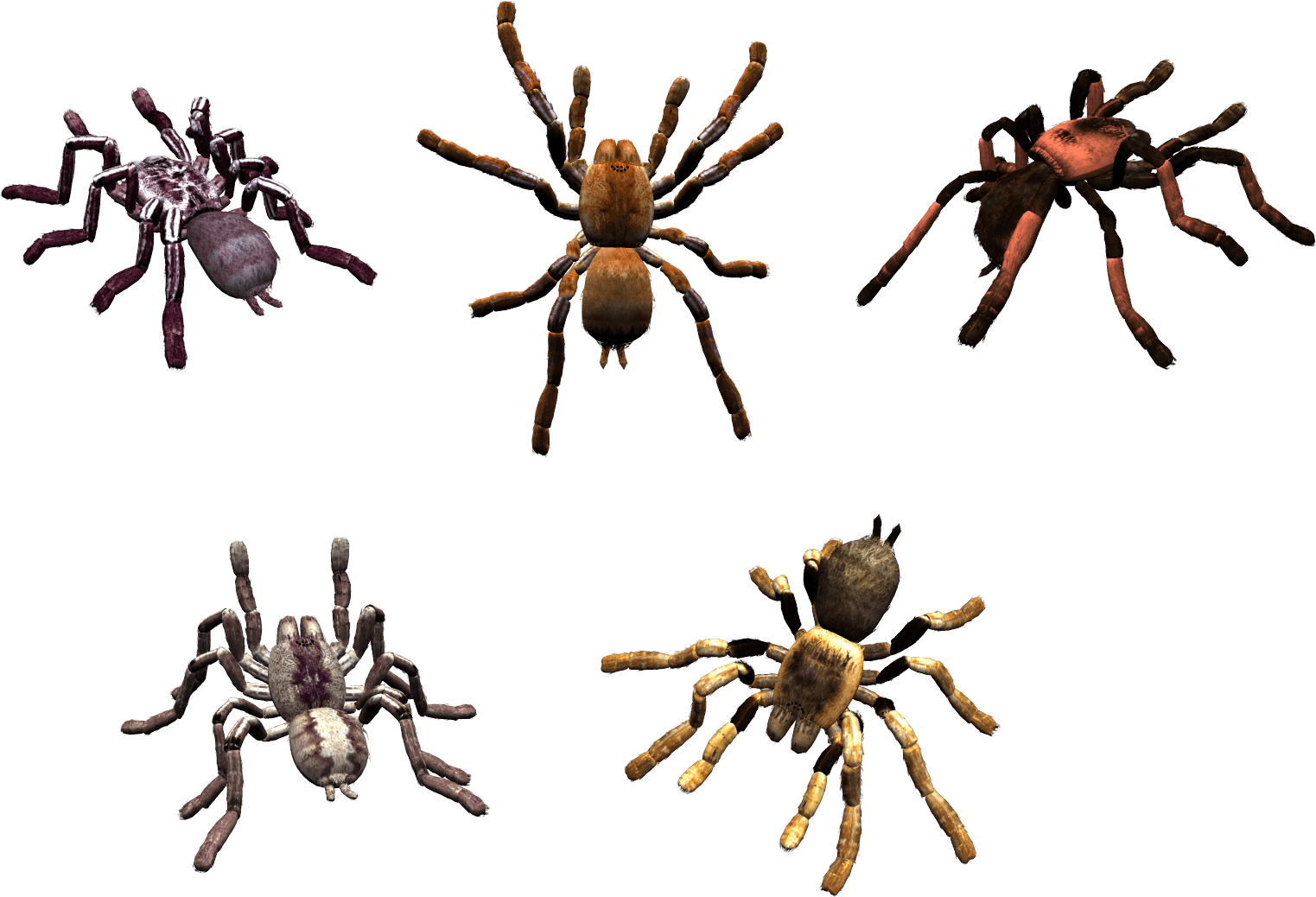 Spider Png Image PNG Image