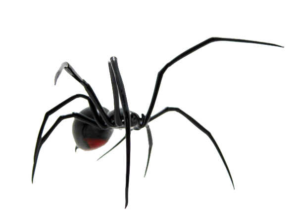 Spider Png Image PNG Image