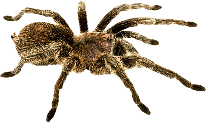 Spider Png Image PNG Image