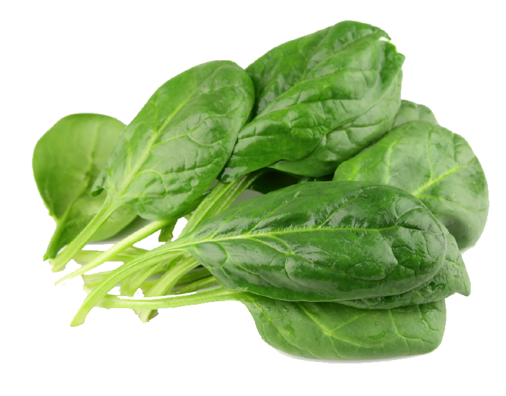 Fresh Green Spinach Download Free Image PNG Image