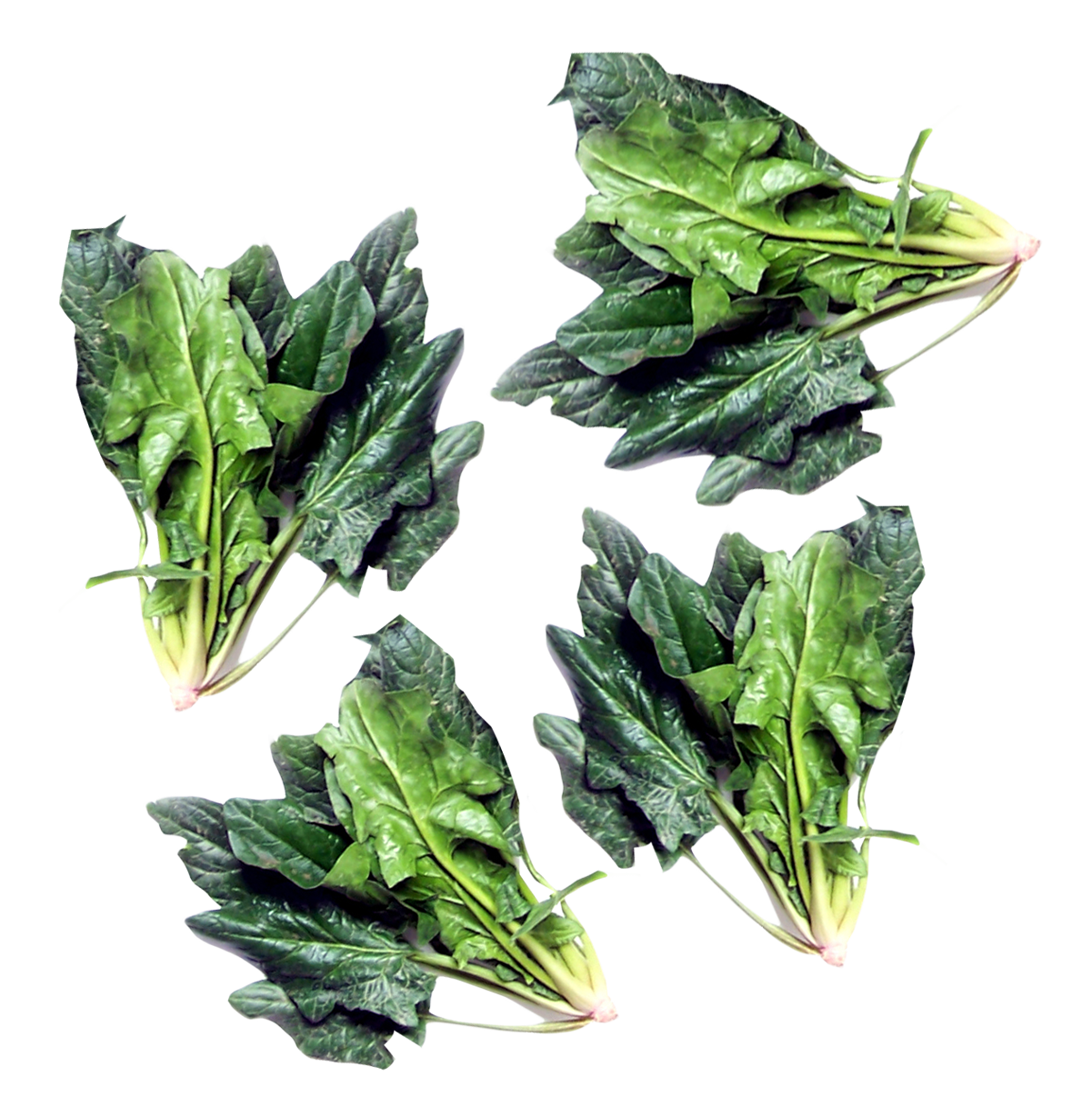 Green Spinach Free Download PNG HQ PNG Image